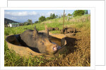 Berkshire pig and her piglets at Malama Farms, Haiku, Maui, Hawaii by Anonymous