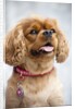 Cavalier King Charles Spaniel by Anonymous