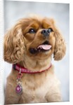 Cavalier King Charles Spaniel by Anonymous