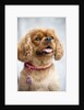 Cavalier King Charles Spaniel by Anonymous