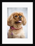Cavalier King Charles Spaniel by Anonymous