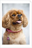 Cavalier King Charles Spaniel by Anonymous