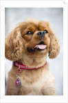 Cavalier King Charles Spaniel by Anonymous