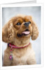 Cavalier King Charles Spaniel by Anonymous