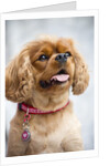 Cavalier King Charles Spaniel by Anonymous