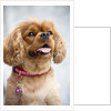 Cavalier King Charles Spaniel by Anonymous