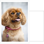Cavalier King Charles Spaniel by Anonymous