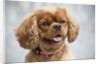 Cavalier King Charles Spaniel by Anonymous