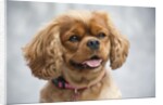Cavalier King Charles Spaniel by Anonymous