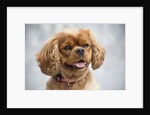 Cavalier King Charles Spaniel by Anonymous