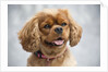 Cavalier King Charles Spaniel by Anonymous