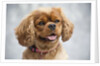Cavalier King Charles Spaniel by Anonymous
