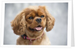 Cavalier King Charles Spaniel by Anonymous