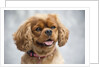 Cavalier King Charles Spaniel by Anonymous