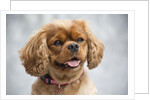 Cavalier King Charles Spaniel by Anonymous