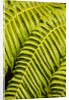 Close-up of Hapu'u Fern leaves by Anonymous