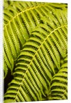 Close-up of Hapu'u Fern leaves by Anonymous