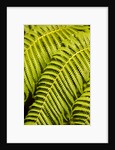 Close-up of Hapu'u Fern leaves by Anonymous