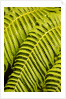 Close-up of Hapu'u Fern leaves by Anonymous