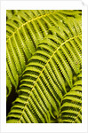 Close-up of Hapu'u Fern leaves by Anonymous
