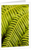 Close-up of Hapu'u Fern leaves by Anonymous