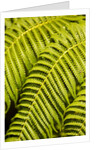 Close-up of Hapu'u Fern leaves by Anonymous