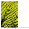 Close-up of Hapu'u Fern leaves by Anonymous