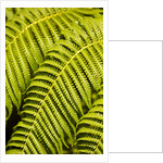 Close-up of Hapu'u Fern leaves by Anonymous
