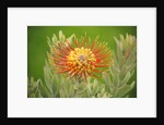 Orange Pin Cushion Protea, Upcountry Maui, Hawaii by Corbis