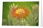 Orange Pin Cushion Protea, Upcountry Maui, Hawaii by Corbis