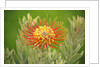 Orange Pin Cushion Protea, Upcountry Maui, Hawaii by Anonymous