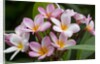 Cluster of Pink Plumeria blossoms. by Anonymous
