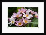 Cluster of Pink Plumeria blossoms. by Anonymous