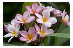 Cluster of Pink Plumeria blossoms. by Anonymous