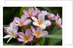 Cluster of Pink Plumeria blossoms. by Anonymous
