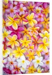 Colorful Plumeria blossoms, Maui, Hawaii by Anonymous