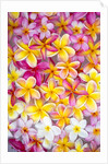 Colorful Plumeria blossoms, Maui, Hawaii by Anonymous