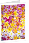 Colorful Plumeria blossoms, Maui, Hawaii by Anonymous