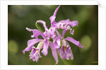 Cattleya Maxima, Maui, Hawaii by Anonymous