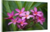 Pink Plumeria, also known as Frangipani, Hawaii by Anonymous