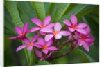 Pink Plumeria, also known as Frangipani, Hawaii by Anonymous