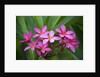 Pink Plumeria, also known as Frangipani, Hawaii by Anonymous