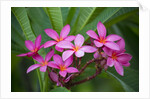 Pink Plumeria, also known as Frangipani, Hawaii by Anonymous