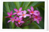 Pink Plumeria, also known as Frangipani, Hawaii by Anonymous