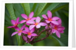 Pink Plumeria, also known as Frangipani, Hawaii by Anonymous