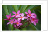 Pink Plumeria, also known as Frangipani, Hawaii by Anonymous