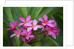 Pink Plumeria, also known as Frangipani, Hawaii by Anonymous