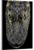 Alligator mississippiensis (american alligator) - snout by Anonymous