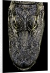 Alligator mississippiensis (american alligator) - snout by Anonymous