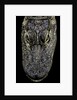 Alligator mississippiensis (american alligator) - snout by Anonymous